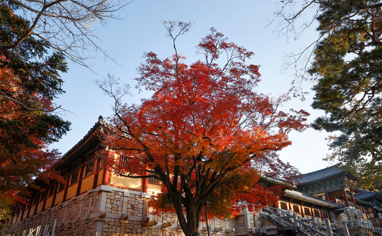 불국사 단풍