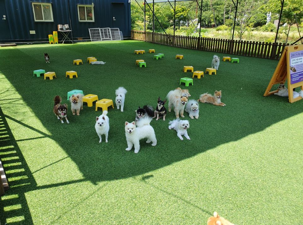 보령 가볼만한곳 베스트10 바둑이네동물원