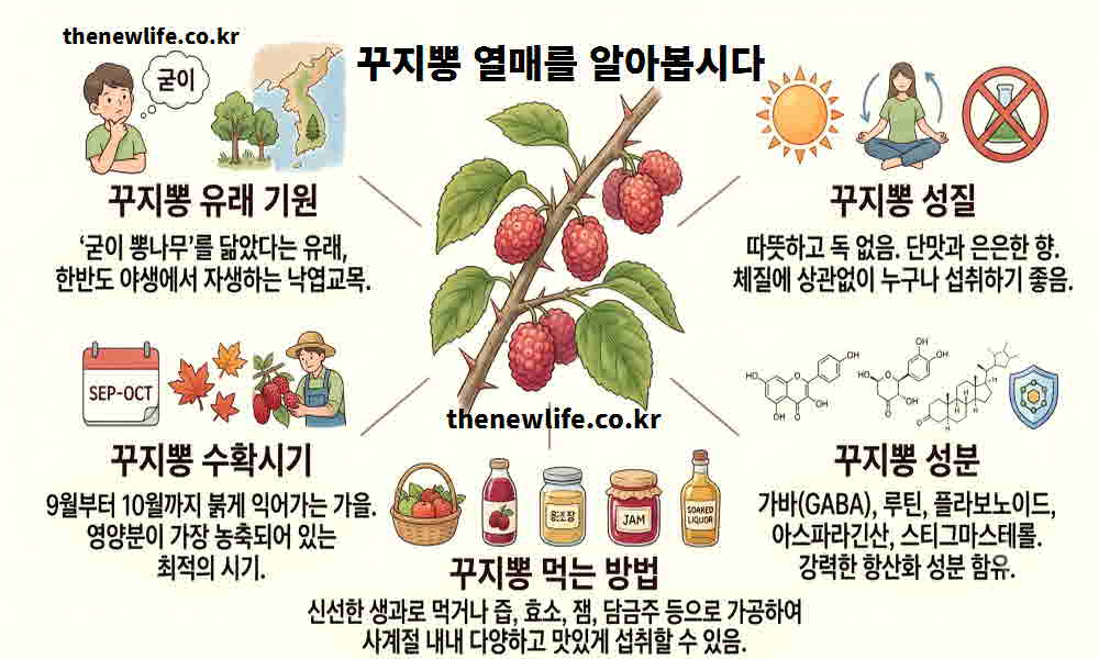 꾸지뽕 열매 효능 기본정보