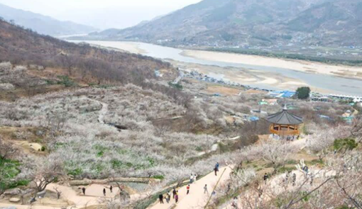광양 매화마을
