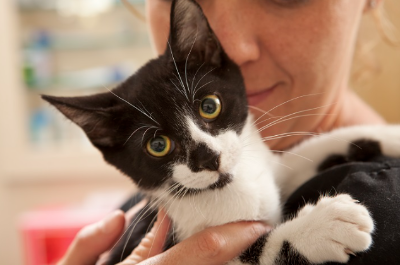 쳐다보는 고양이