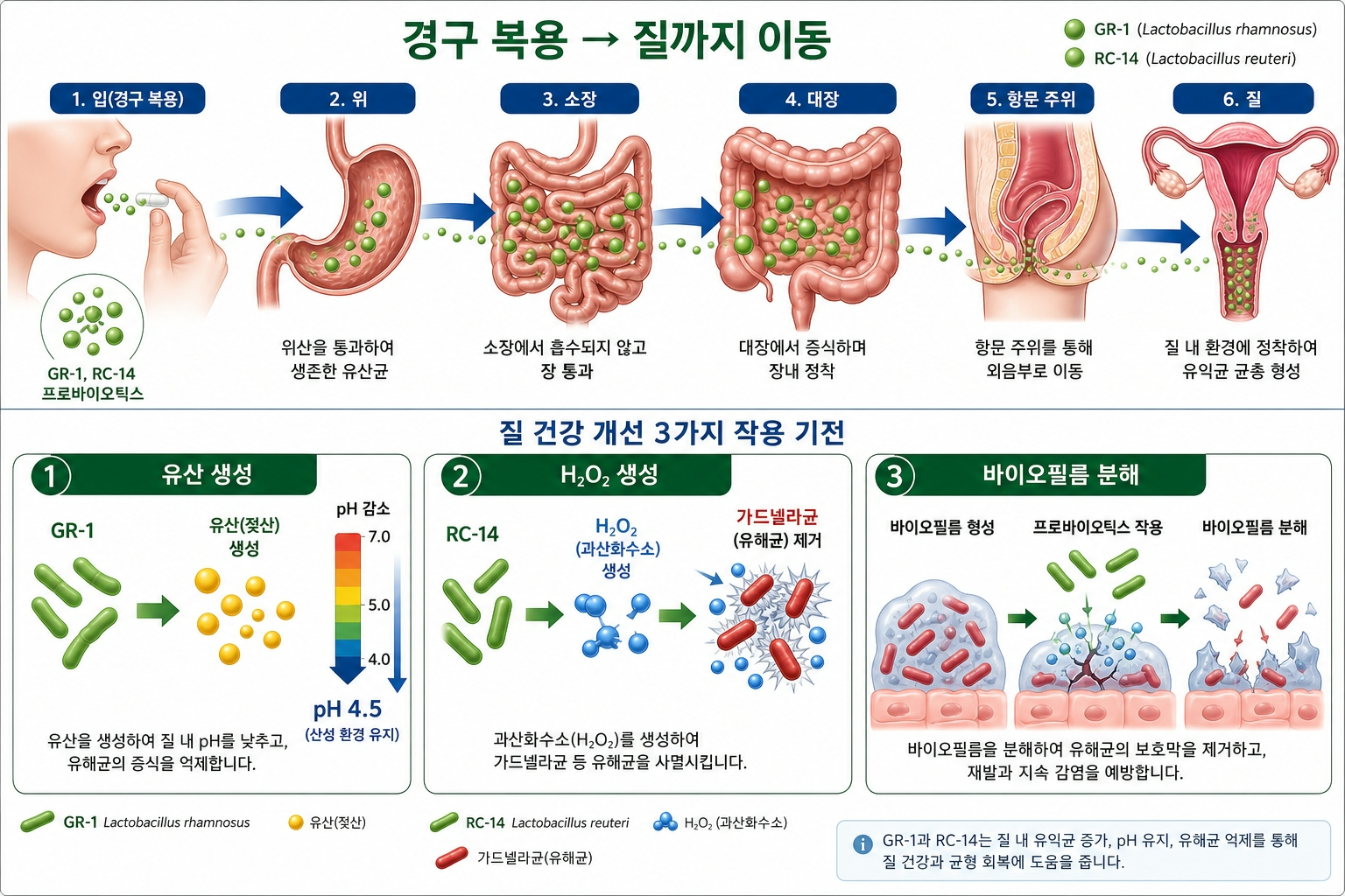 GR1RC14-경구복용-질도달-유산생성-H2O2-바이오필름분해-메커니즘