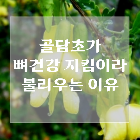골담초꽃-효능