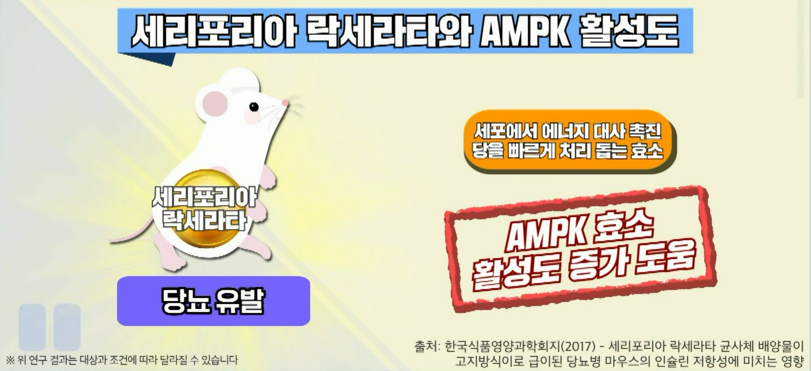 세리포리아 락세라타 효능