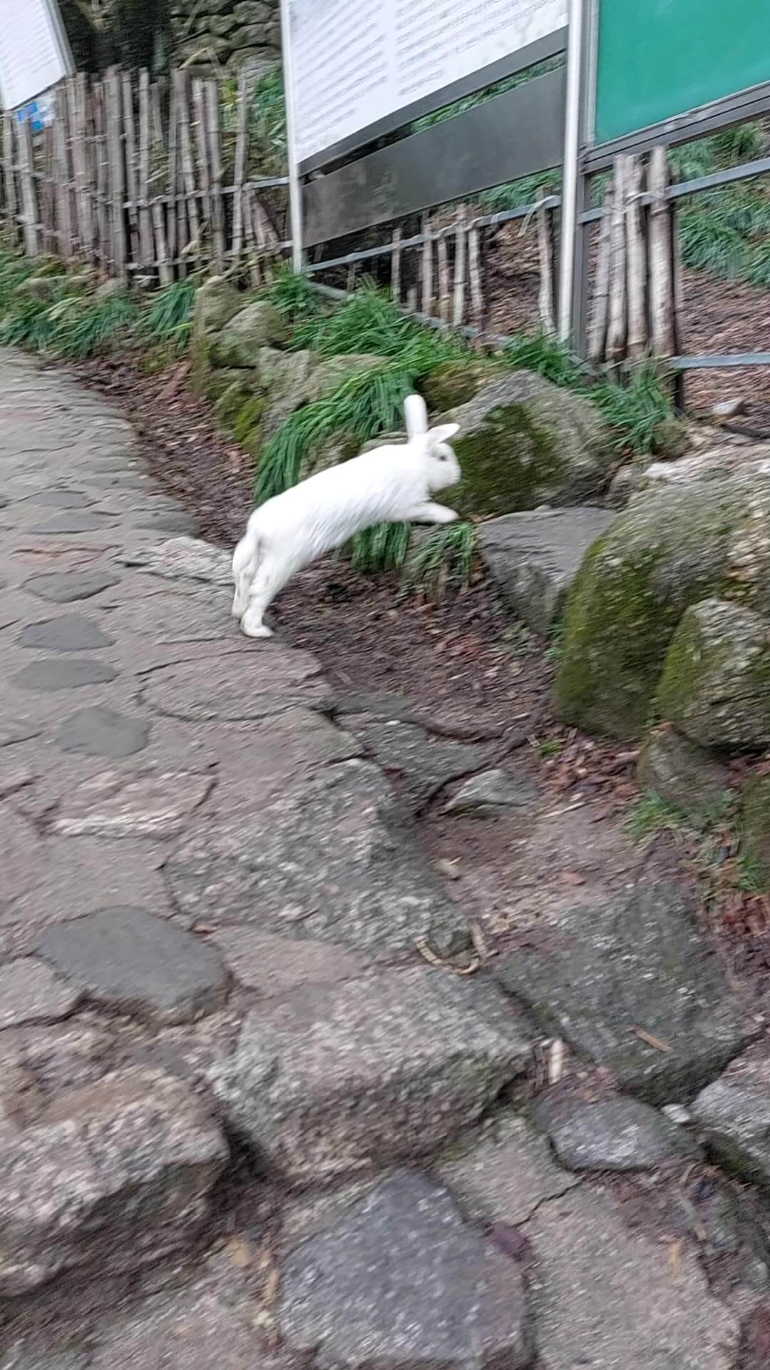 대원사로 들어가는 토끼 순간포착3-1
