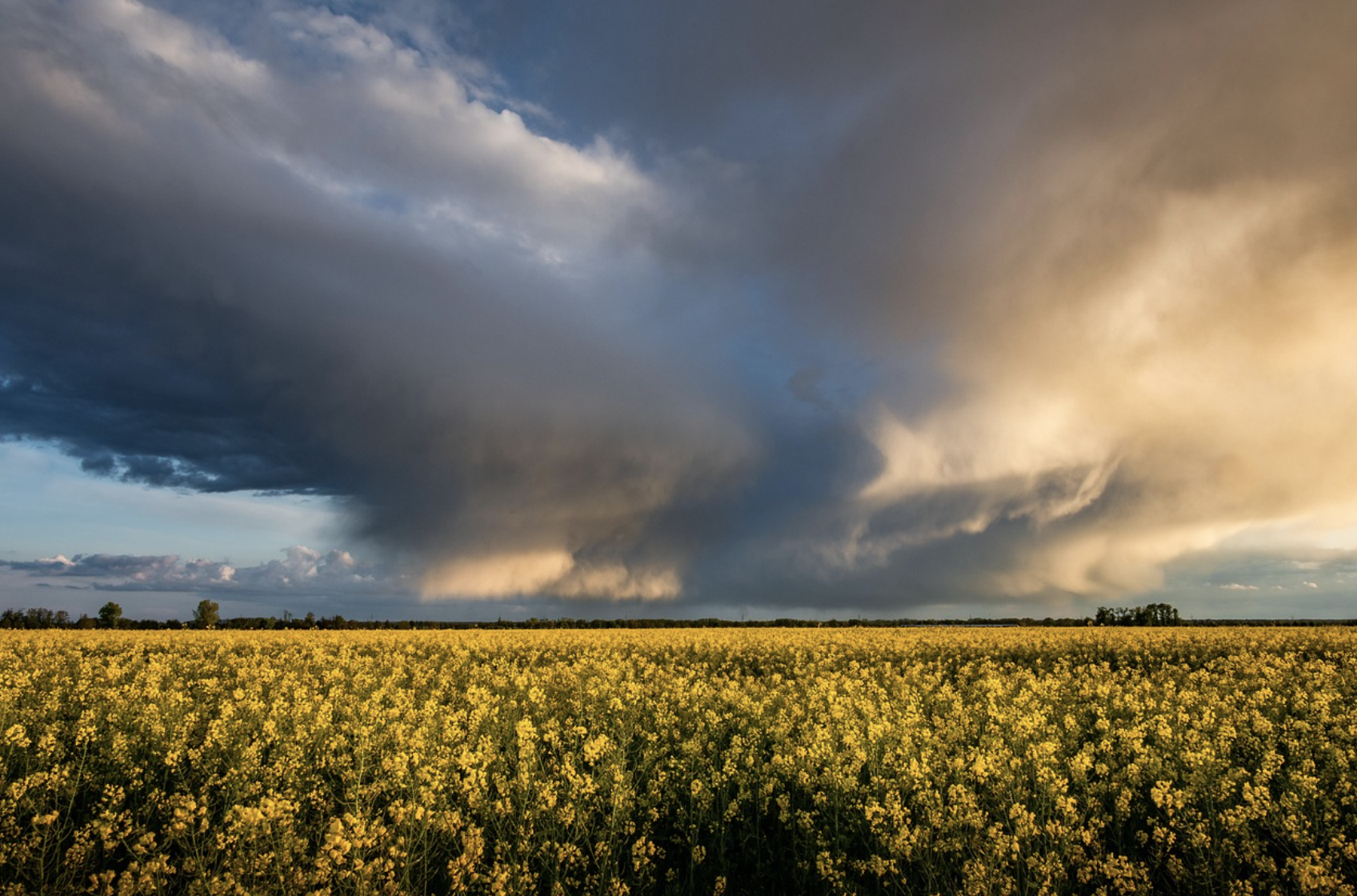 2025 봄꽃 명소 추천: 벚꽃부터 유채꽃까지, 전국 꽃여행 총정리!