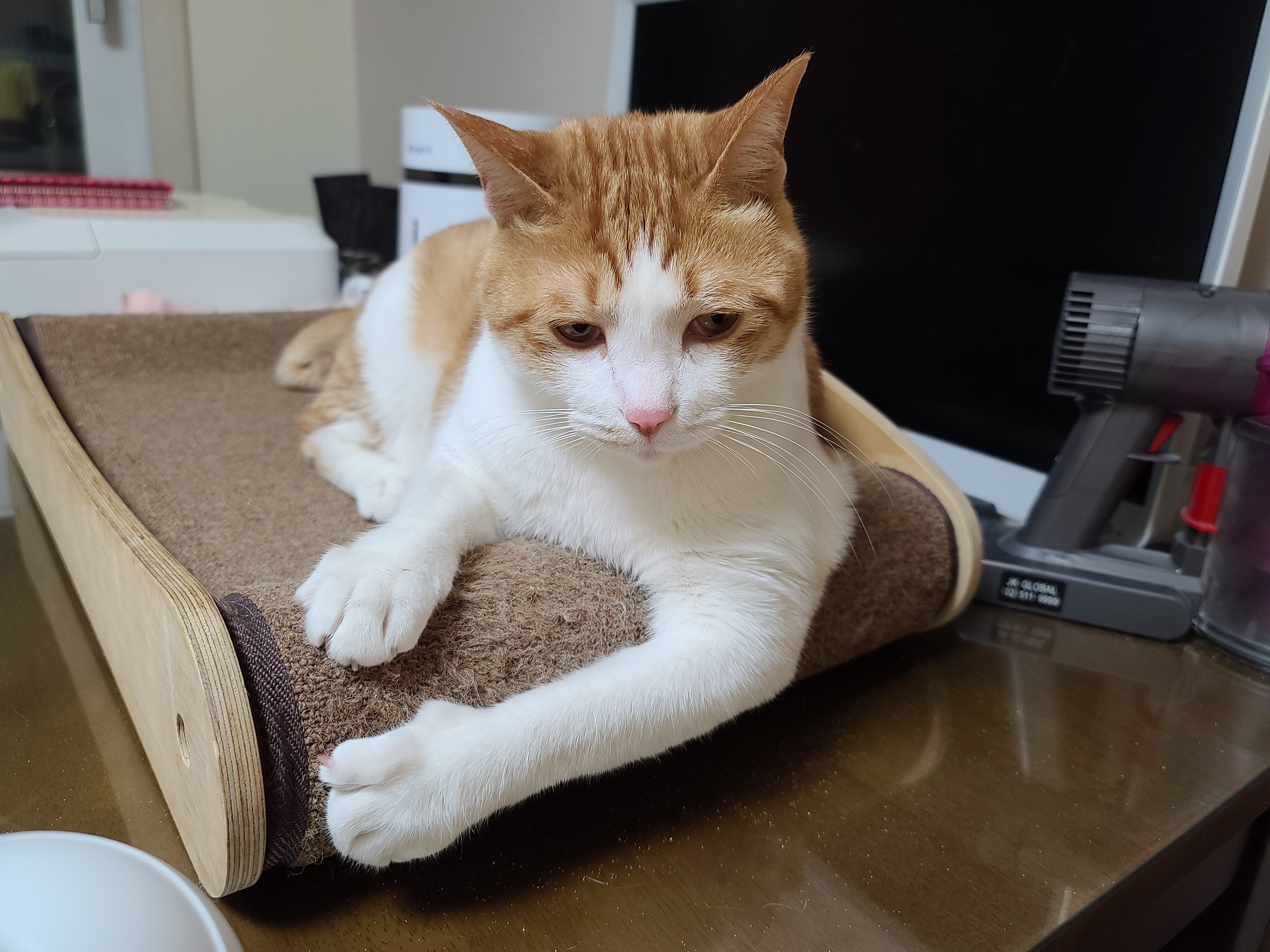 삐진 치즈냥이 막둥이 삐용