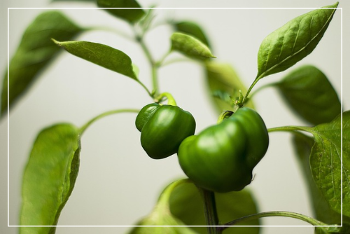 피망이란 무엇인가?