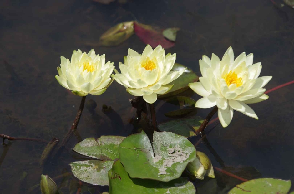 2024년 제22회 부여서동연꽃축제 기본일정과 프로그램 소개