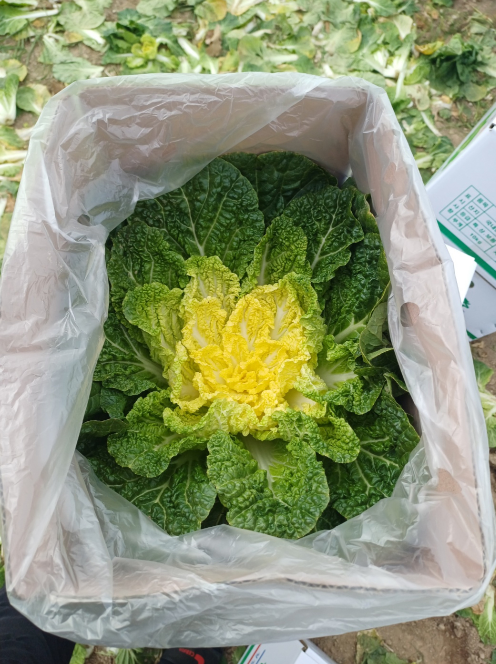 6시내고향 봄동 가격 및 구매방법