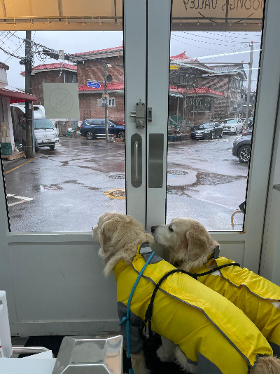 산책 전 준비가 산책의 만족도를 좌우합니다.