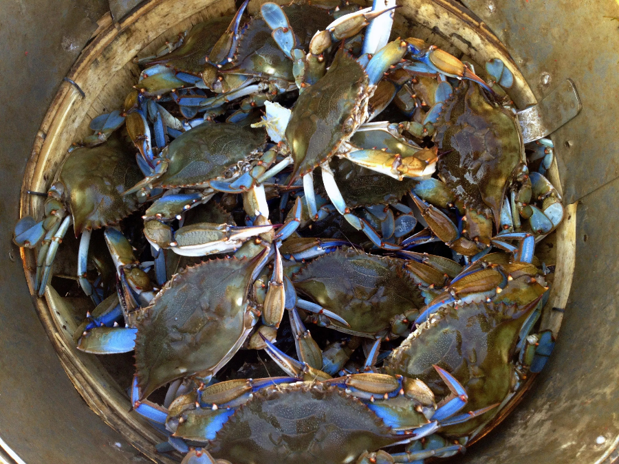 꽃게 가격 안정화 시점은 언제?