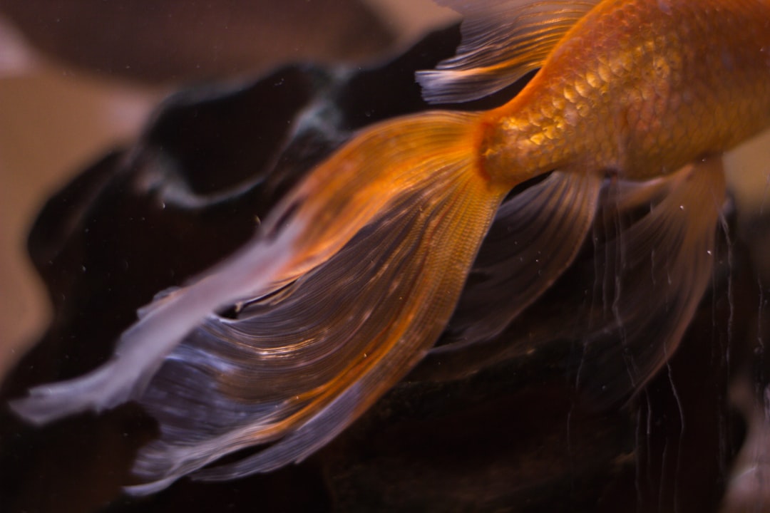 Tail
