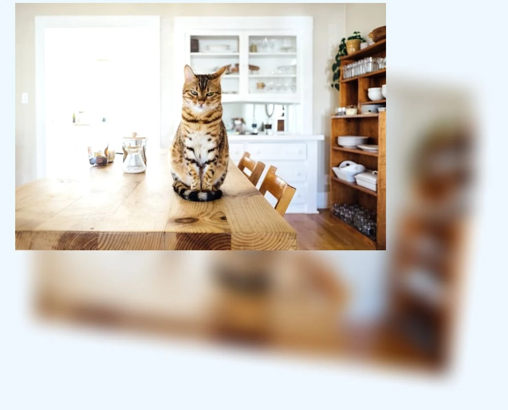 고양이 식기_2_subsection