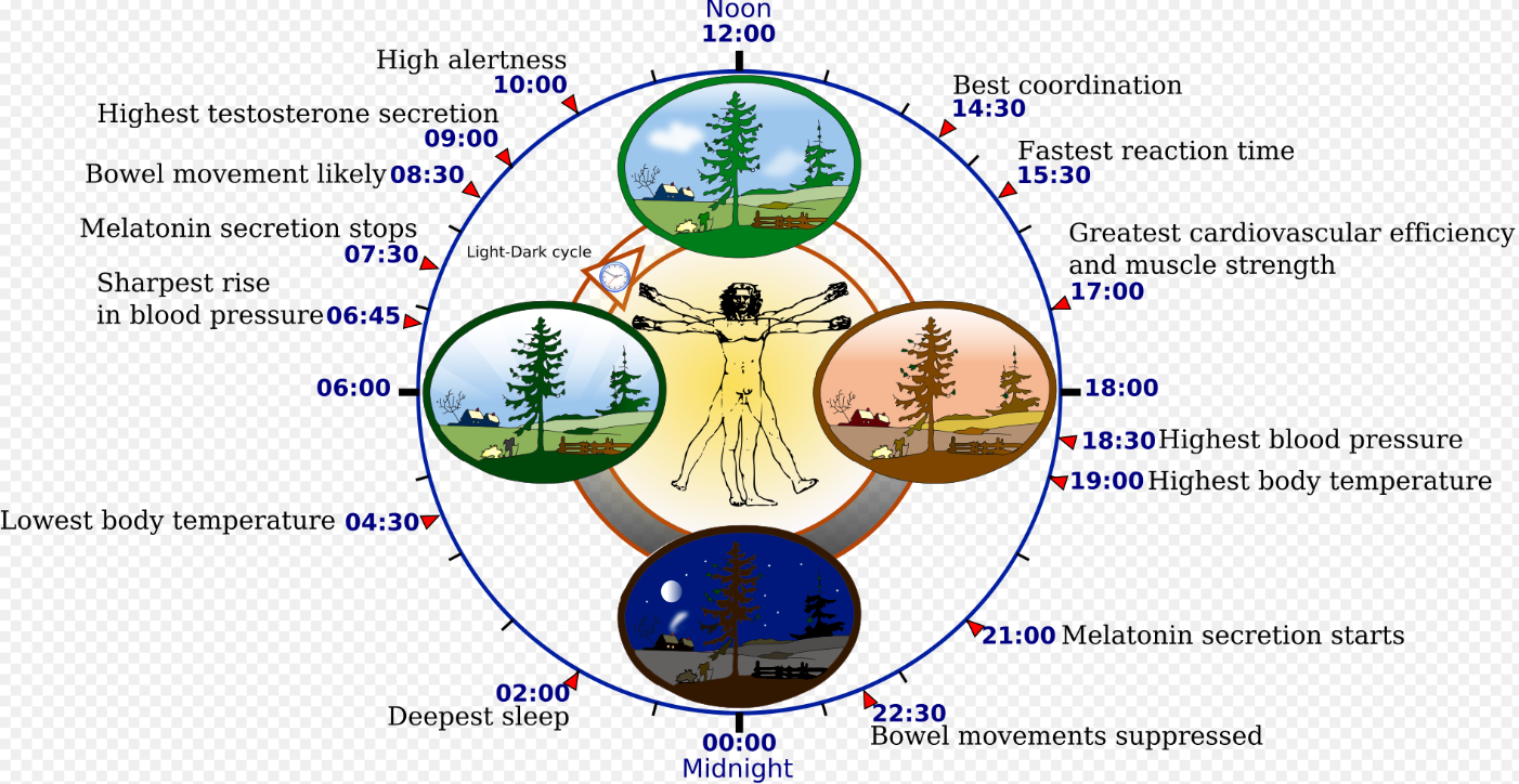서카디안 리듬을 최적화하면 노화가 늦춰진다? 생체 시계를 되돌리는 생활 루틴 정리