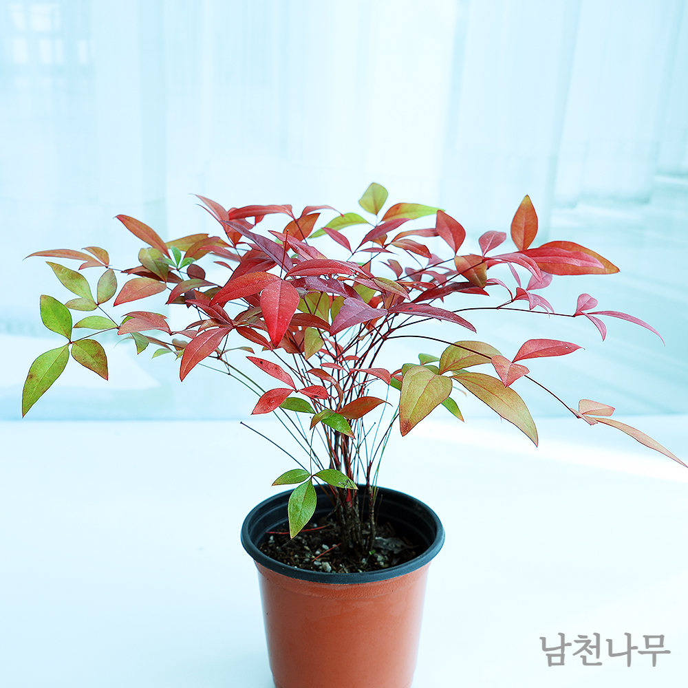 남천나무-특징-붉게-물든-모습