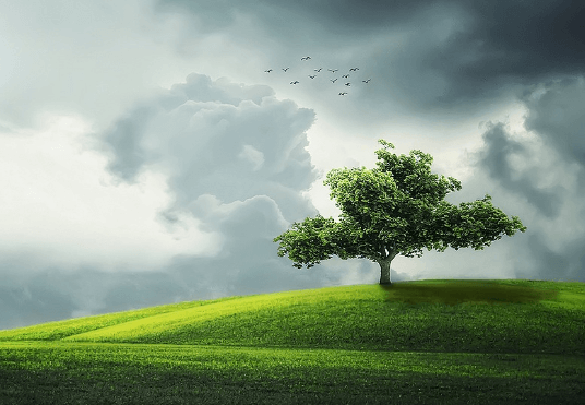 나무 꿈해몽 풀이