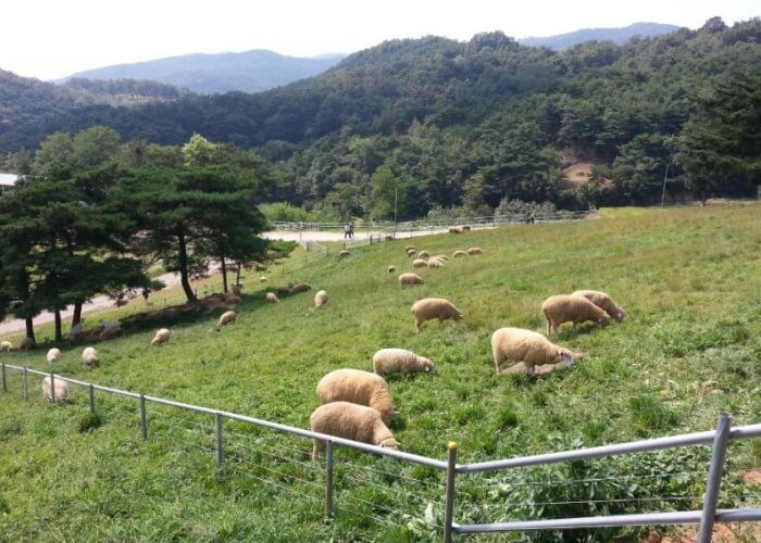 칠곡양떼목장