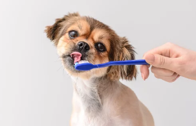 강아지사진/출처:어도비스톡