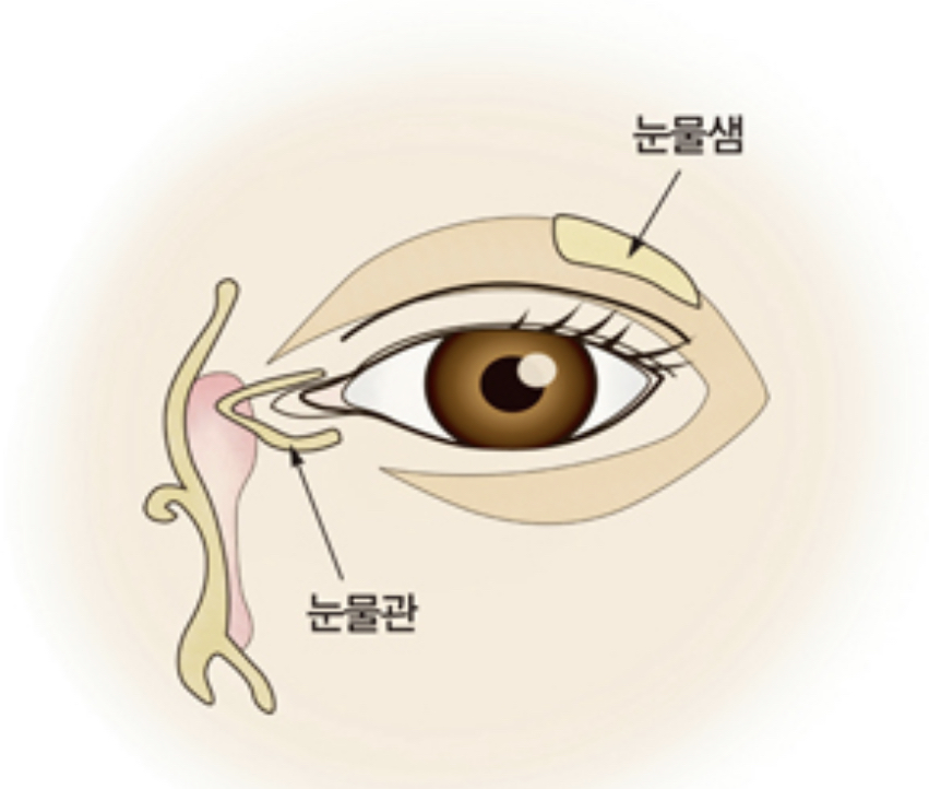 눈의 구조 (서울아산병원 홈폐이지)