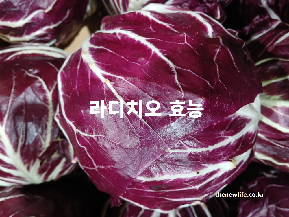 라디치오 효능을 설명하는 대표 사진