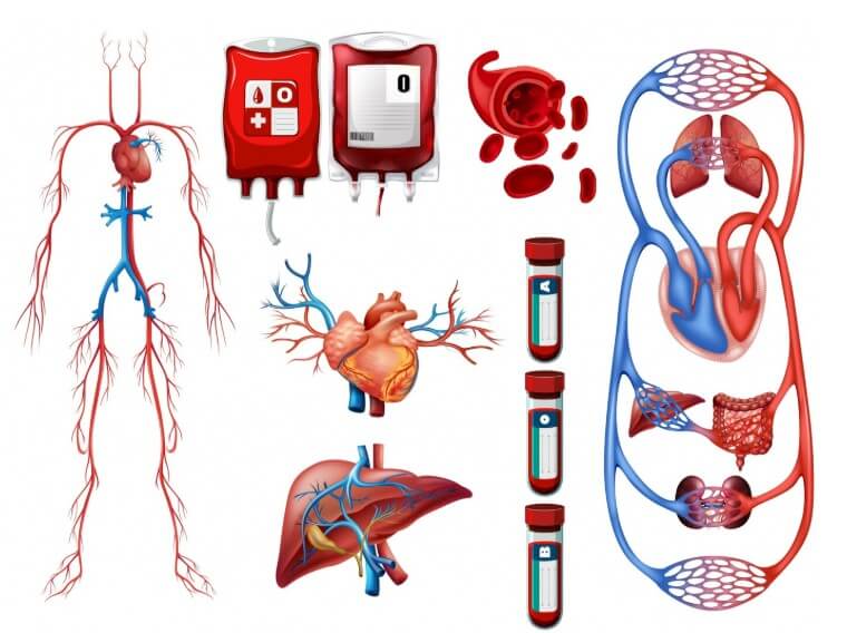 사람의 몸 속에 혈관이 흘러가는 모습
