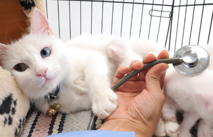 수의사와 흰 고양이의 사진.