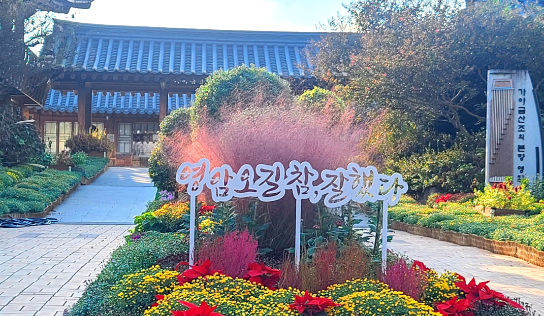 월출산 국화축제