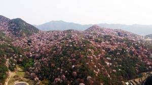 제 1회 금성면 고비산 산벚꽃축제 기본일정과 프로그램 소개