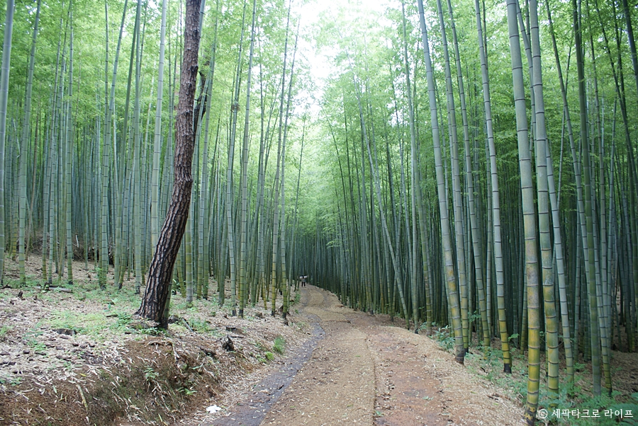 아홉산숲