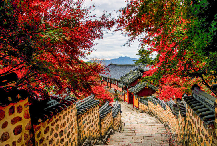 부산 단풍 명소 TOP5 ❘ 가을 산책, 데이트, 가족여행 코스 완벽 정리 관련 사진