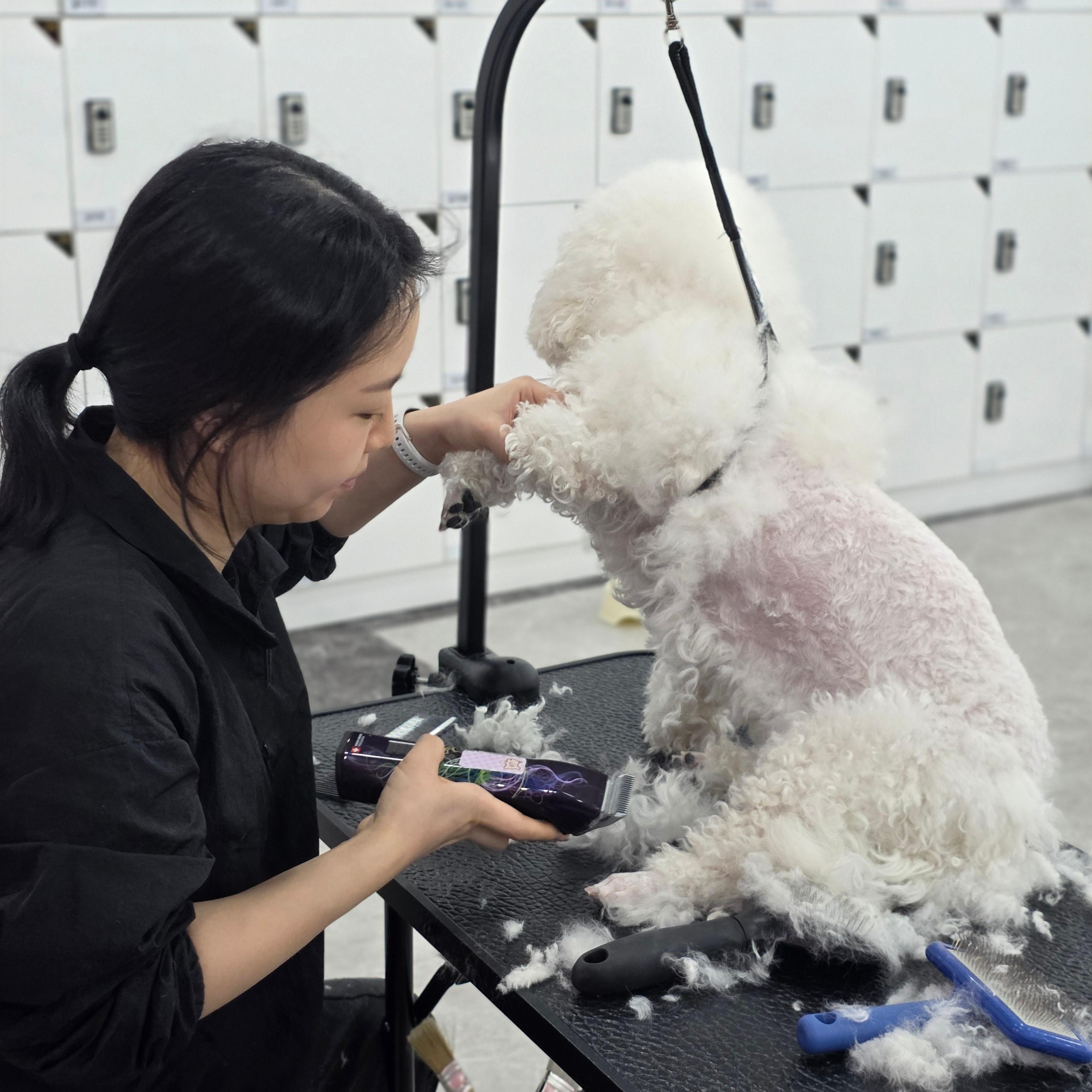 진주애견미용학원