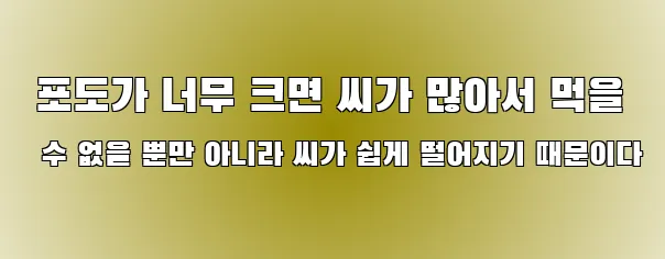  포도가 너무 크면 씨가 많아서 먹을 수 없을 뿐만 아니라 씨가 쉽게 떨어지기 때문이다