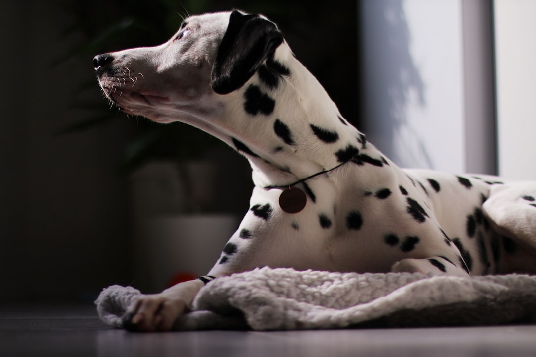 Dog.