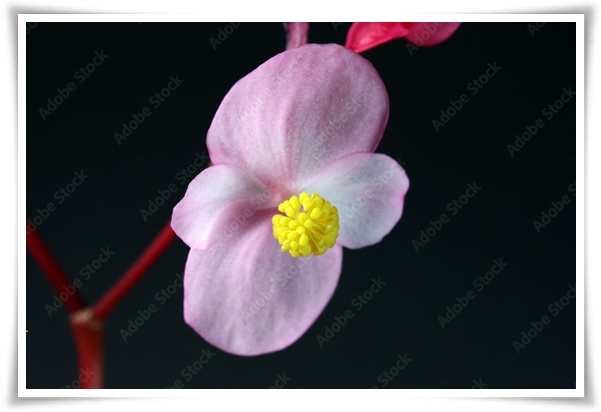 화초 "맥문동" 사계절 내내 우아한, 척박한 땅에서도 꽃 피우는 생명력!