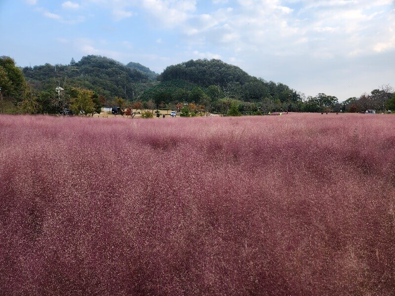 함안 악양 생태공원 핑크뮬리