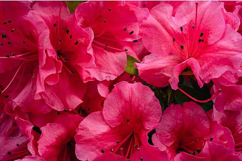 진달래-개화한-모습