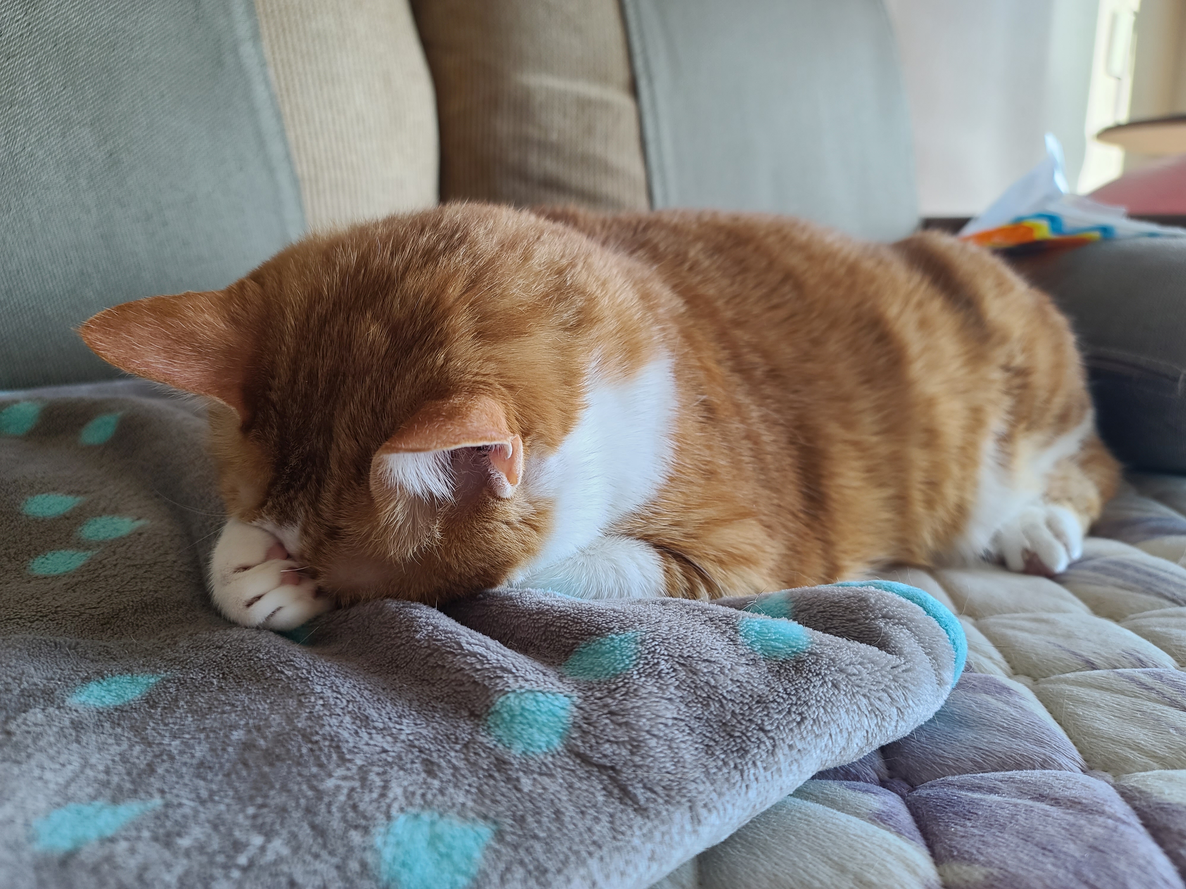 귀여운 치즈냥이 호야의 습격! (feat. 잘때도 다정한 호야랑 건)