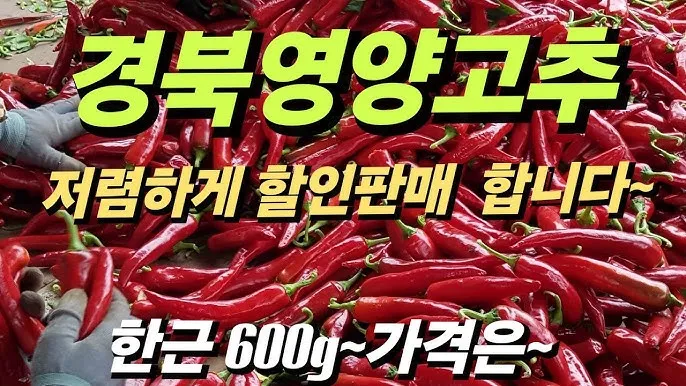 영양 고추 가격 시세 10근가격 현재 농산물 시세_5