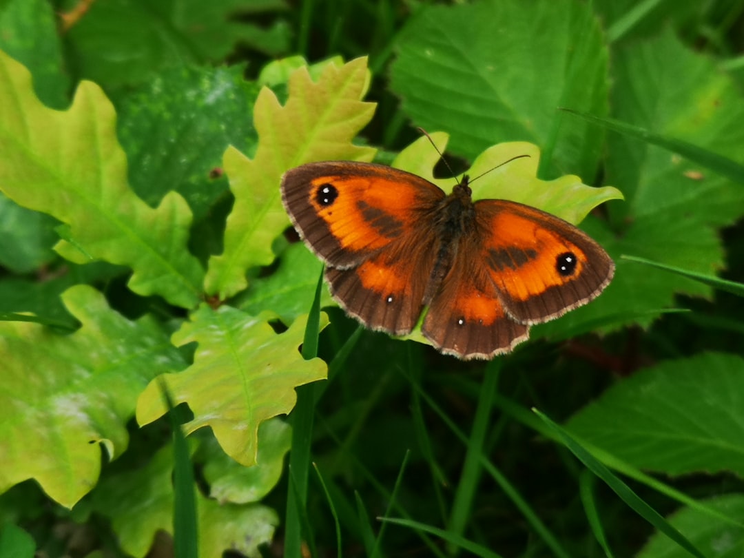 Gatekeeper