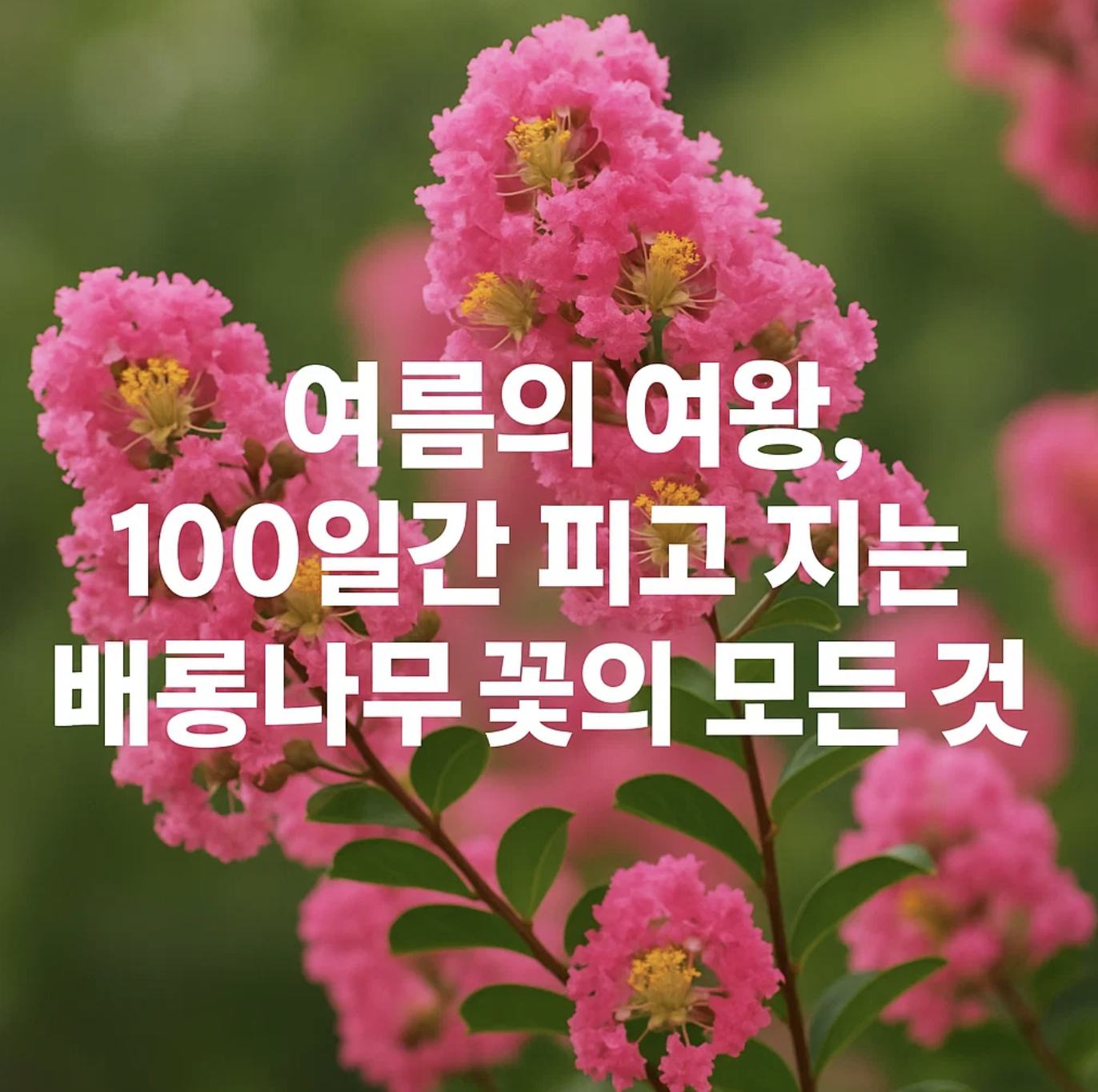여름의 여왕, 100일간 피고 지는 배롱나무 꽃의 모든 것