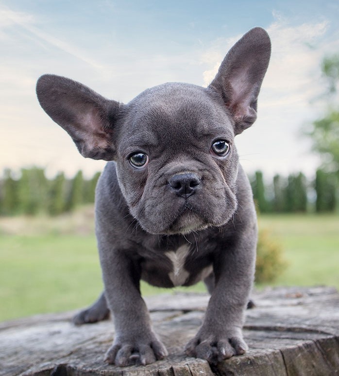 프렌치-불독