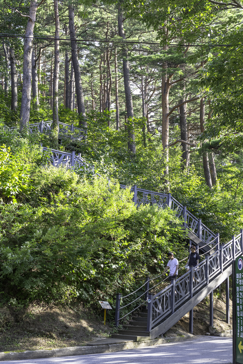 대관령소나무길