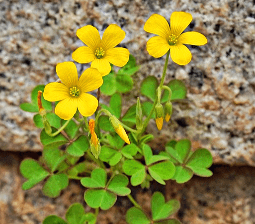 바위에 괭이밥이 있다. 초록색 잎이 있고 노란 꽃 3송이가 피었다.