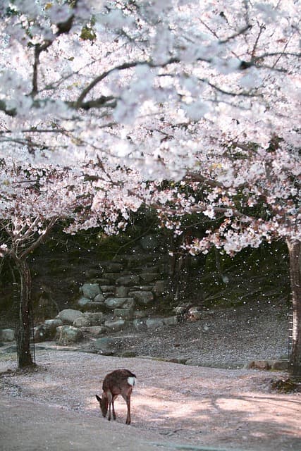 일본 소도시 여행 시리즈 3탄 &ndash; "구라시키(倉敷) 감성 여행 가이드"