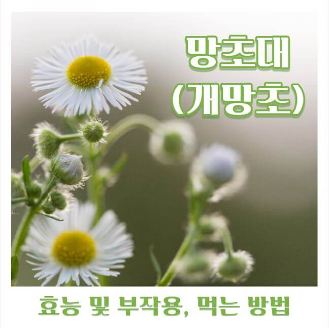 망초대(개망초) 효능 7가지 및 부작용과 먹는 법