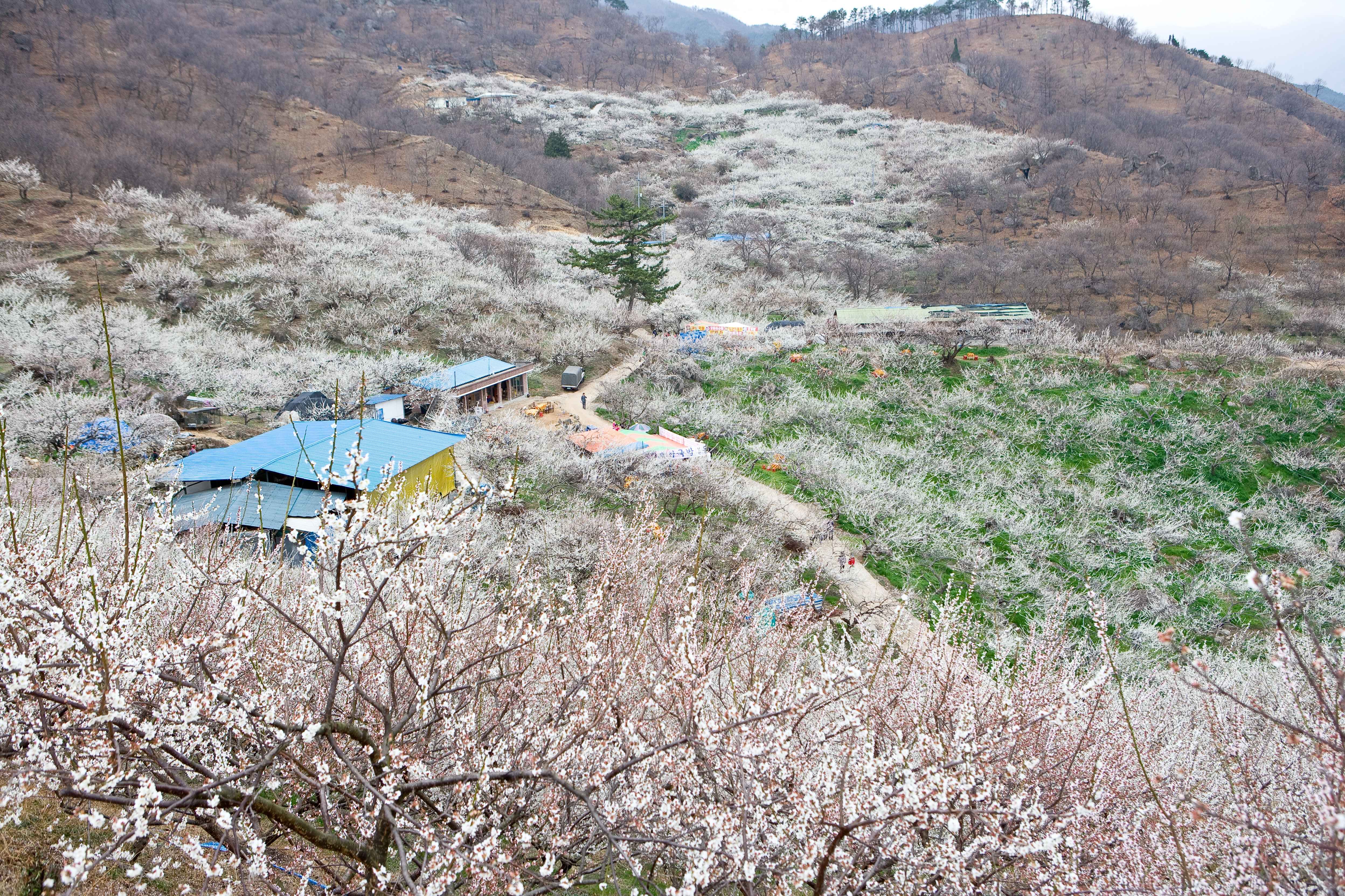 광양 매화마을