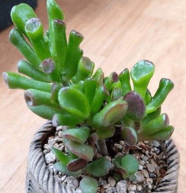 우주목