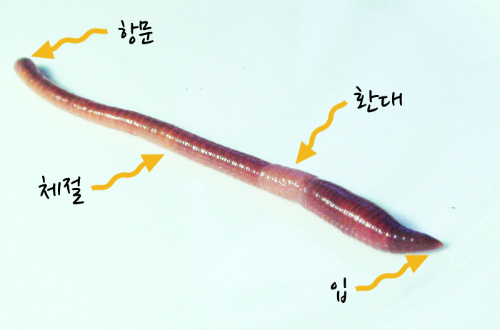 지렁이의 몸구조