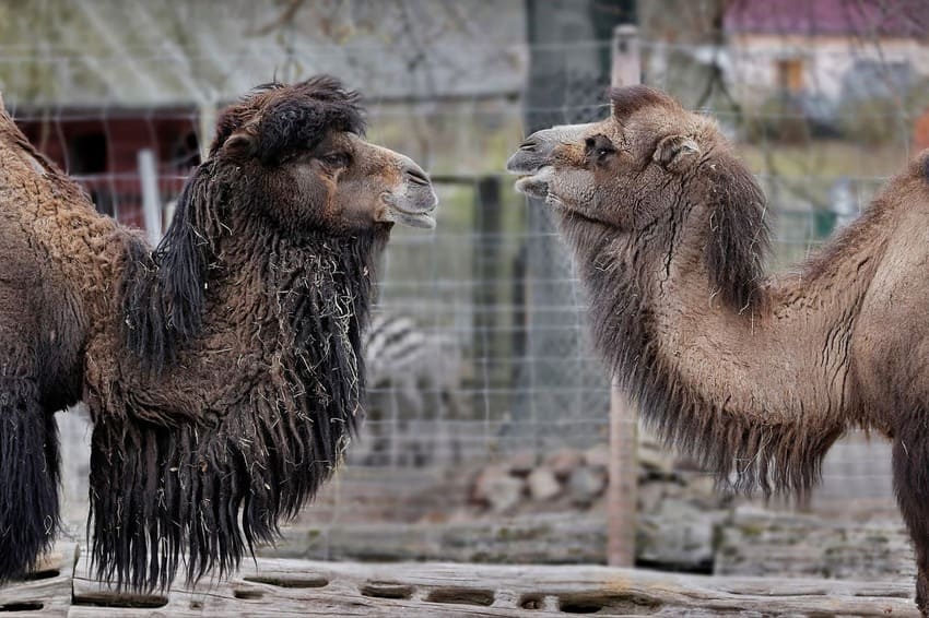 마주 보며 대화하는 듯한 몽골의 두 쌍봉낙타, 목 털이 풍성한 모습